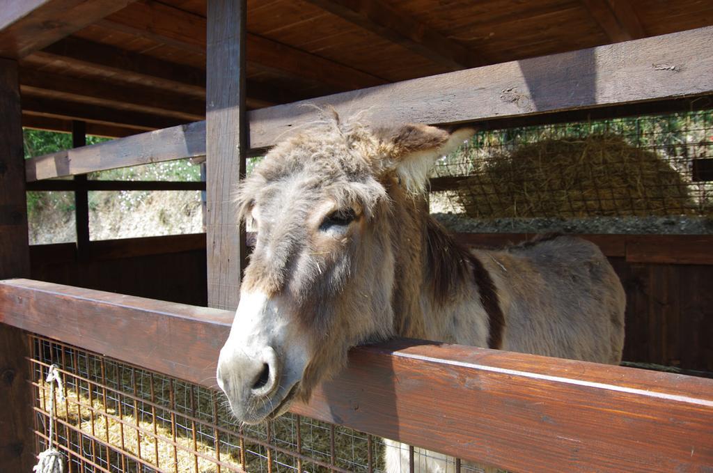 Agriturismo Casa Villi Solferino Dış mekan fotoğraf